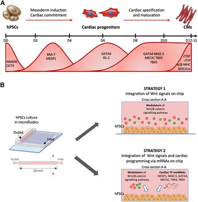 Timely delivery of cardiac mmRNAs in microfluidics enhances cardiogenic programming of human pluripotent stem cells